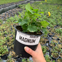 Plant de houblon Magnum