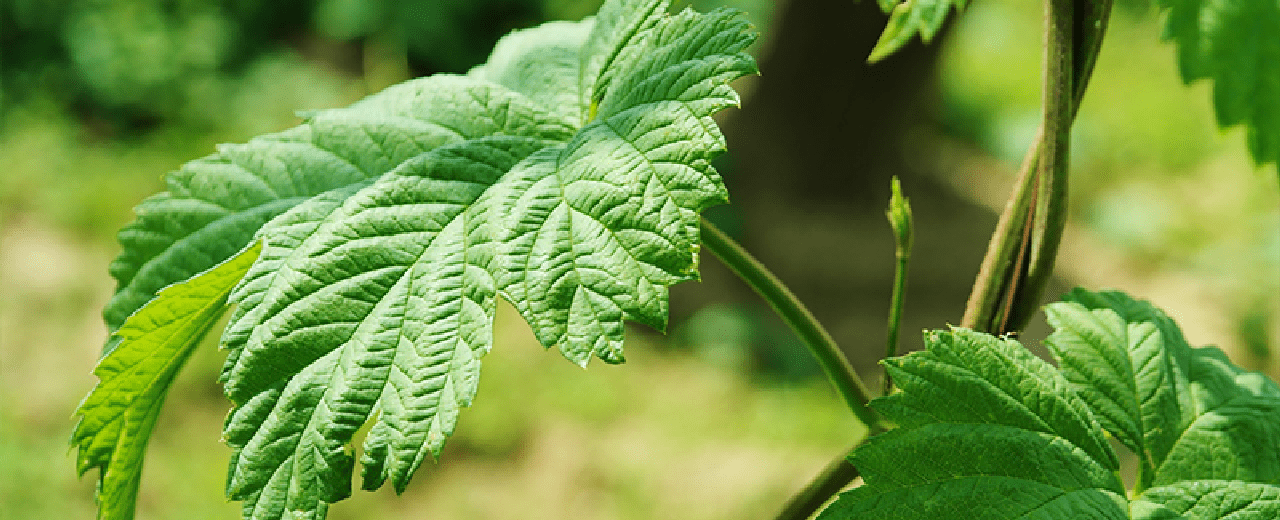 Houblon : Bienfaits, propriétés et utilisation