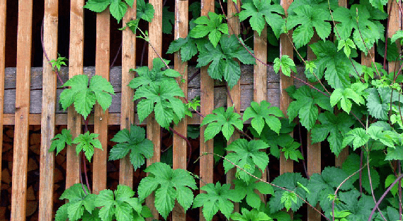 houblon du jardin