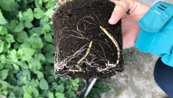 La qualité d'un plant de houblon